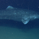 Greenland shark.